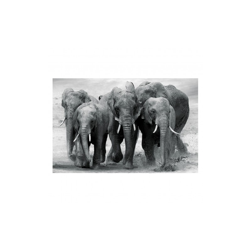 TOILE ELEPHANTS 160X100CMS